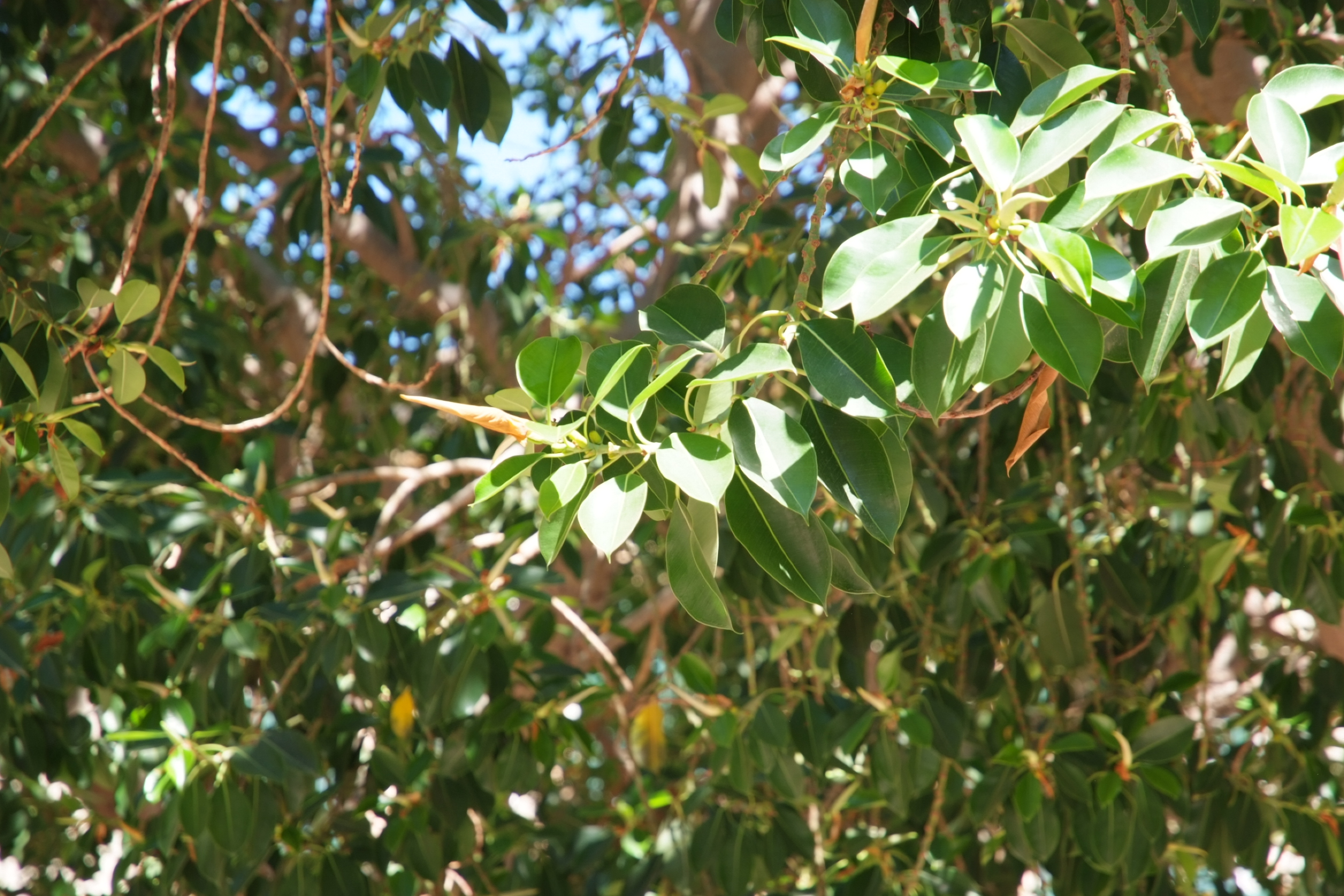 dscf0702